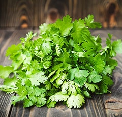 Ayush coriander in ayurveda