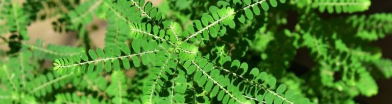 Ayush Ayurveda for jaundice