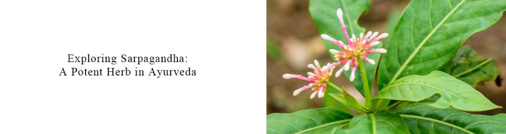 Exploring Sarpagandha: A Potent Herb in Ayurveda