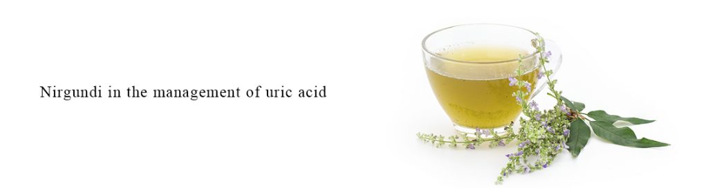 Nirgundi in the management of uric acid